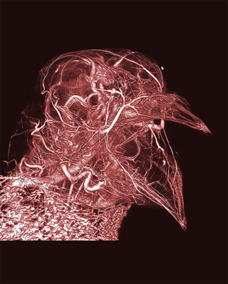 Scott Echols, Scarlet Imaging and the Grey Parrot Anatomy Project